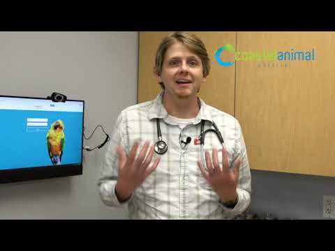 Grain Free Diets: What are the risks and are they better?