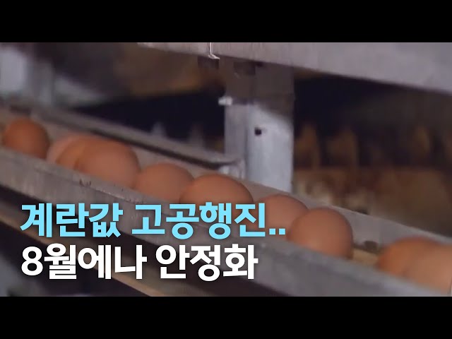 계란값 왜 안 떨어지나?