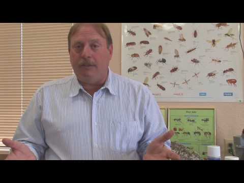 Pest Control Tips : Using Salt to Kill Fleas