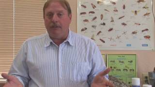 Pest Control Tips : Using Salt to Kill Fleas
