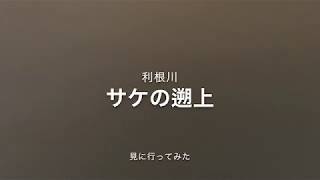 #おうちで過ごそう　利根川にサケの遡上を見に行く