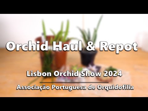 Orchid Haul and Repot // APO Lisbon Orchid Show 2024