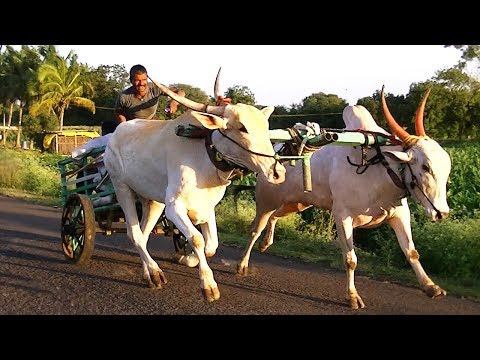 Experienced adult race bulls at Tungala