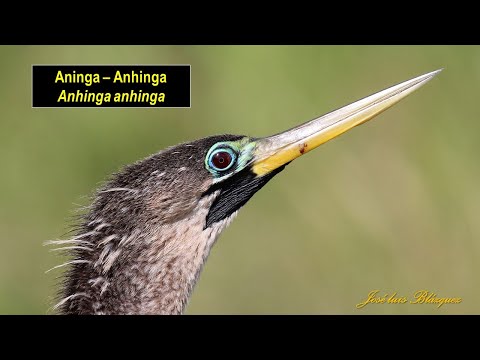 Anhinga americká (Anhinga anhinga) — potápanie a lov