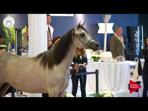 N.13 SHEIKA AL FALA - SEWC 2017 - Yearling Fillies (Class 1A)