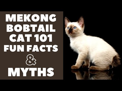 Mekong Bobtail Cats 101 : Fun Facts & Myths