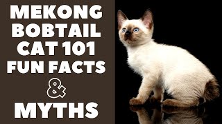 Mekong Bobtail Cats 101 : Fun Facts & Myths