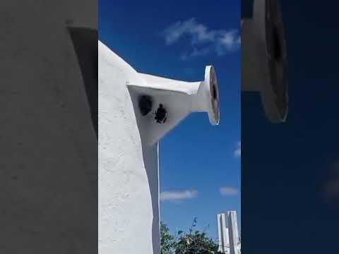 Camalaú/São João do Tigre