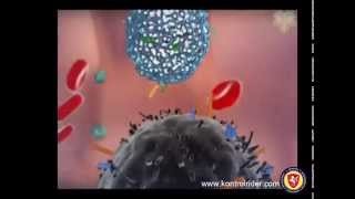 How Natural Killer Cells Work