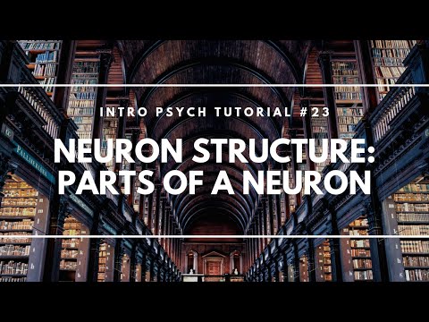 Neuron Structure Parts of a Neuron Intro Psych Tutorial 23