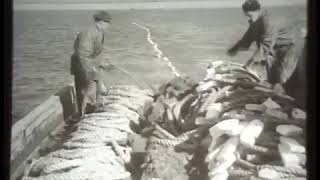 Ролик о Парабельском рыбозаводе, где работал Кошкин П.И. В ролике он держит сеть с осетром - 5-ый слева от лодки