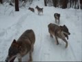 Running With Wolves in Poland. 