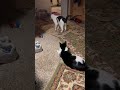 Samson don’t ever turn your back on mom, cat mom cat playing with her son Samson so funny￼