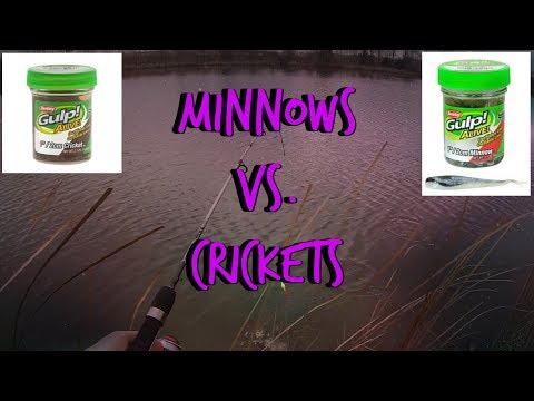 GULP MINNOWS vs  GULP CRICKETS | FIRST FISH OF 2018