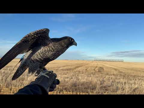 The Novice and The Pro