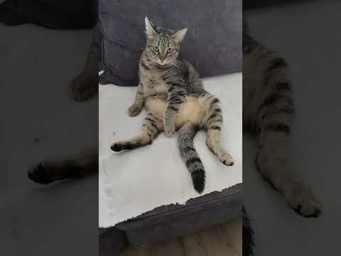 Debela maca Snežana 🐱 #mačka #mačke #macketinashop #ljubimci #macke #macka #mačkesmešno   #ljubimci