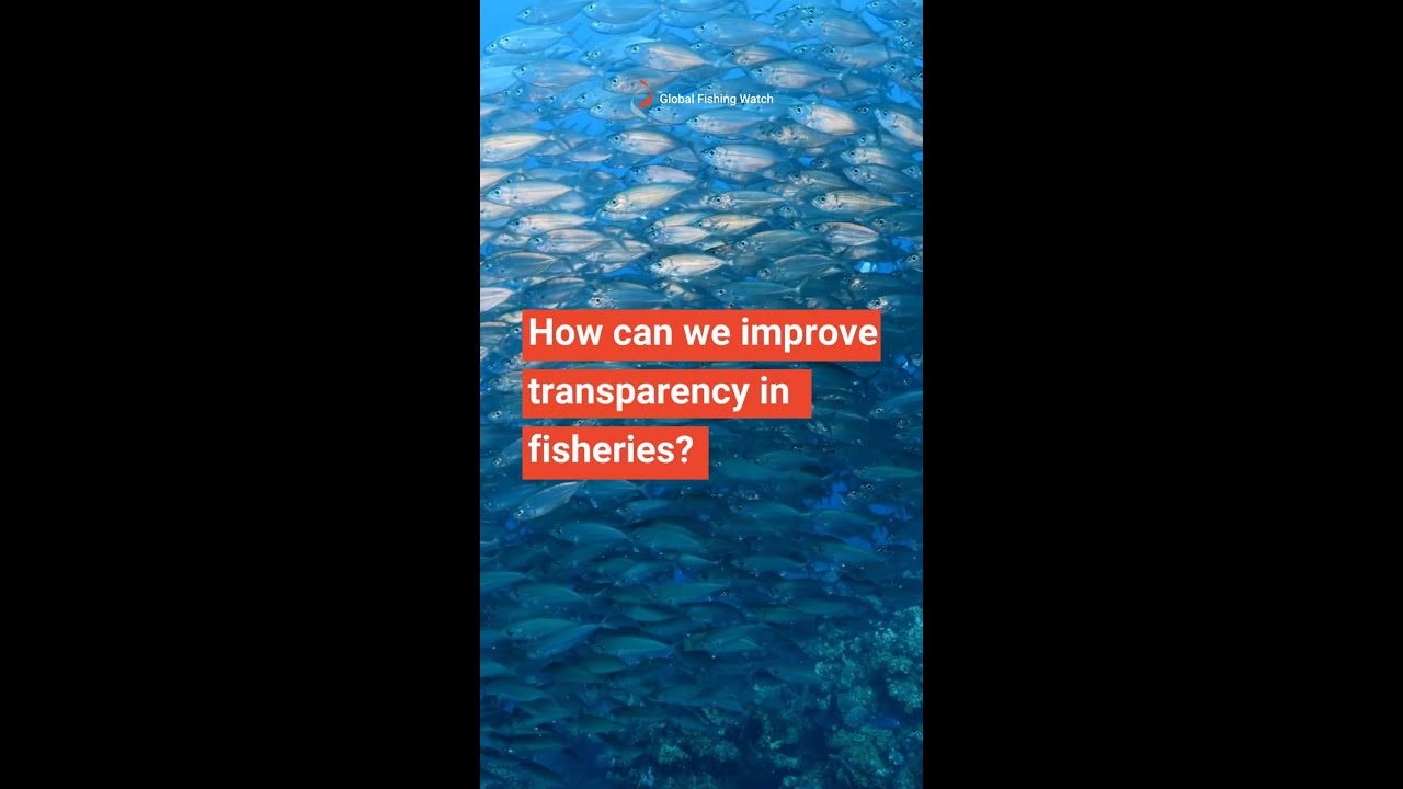 What would full transparency in fisheries actually look like?