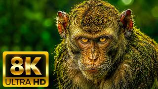 ANIMAL WORLD IN  8K (60FPS) ULTRA HD – Hidden Wildlife Moments
