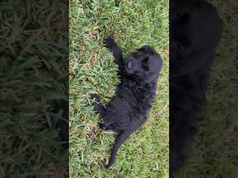 Meet our precious boy Cole!