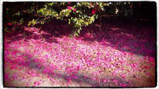 Slow Club - Apples and Pairs