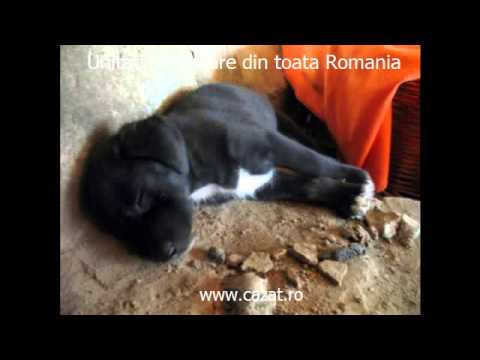 Cazare Zarnesti, Arges - Cazat.ro