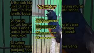 Download lagu tips memilih burung murai bermental juara #muraibatu mp3