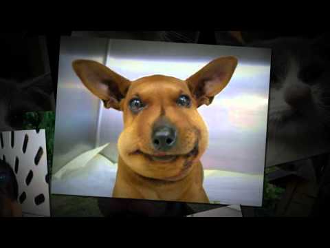 Mascotas que perdieron la batalla contra las abejas