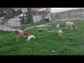 Dumba Garole Farming A Garole Gave Birth To Two Dumba Babies Animal Husbandry Sheep Farm