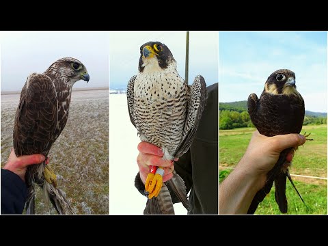 vándorsólyom látásélessége