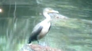 preview picture of video 'Wildlife at Daniels Dam, Ellicott City, MD'