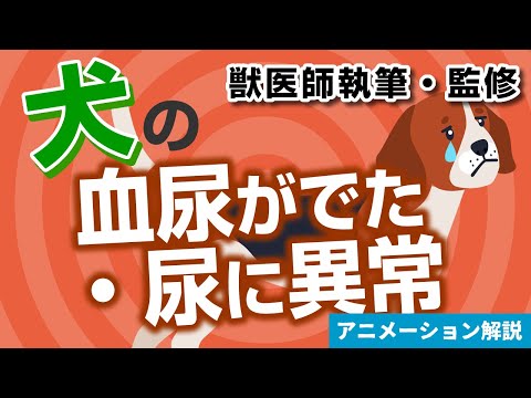 犬の血尿:家庭でできる治療法と原因