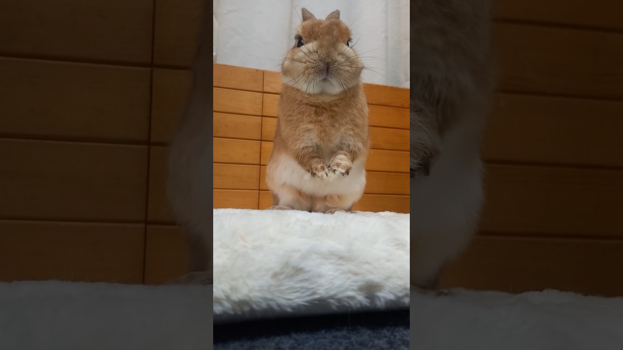 うさぎリズム２