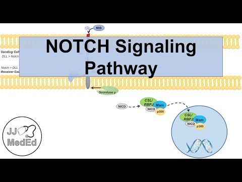 Overview of Glycolysis Basics for Beginners Biochemistry Lesson