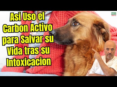 🍫🚑 THIS IS HOW I USE ACTIVATED CHARCOAL FOR DOGS AND SAVED THE LIFE OF MY DOG POISONED BY CHOCOLA...