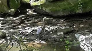 preview picture of video 'Heron Flying - Mill Creek Park'