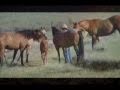 John Denver - Ponies