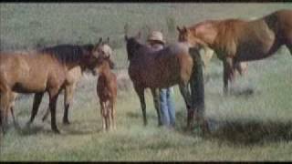 John Denver - Ponies