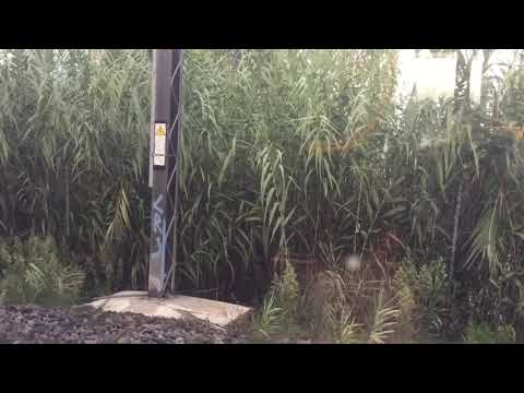 Leonardo express (TRENITALIA) Termini 🚈 rome Leonard da vinci fiumicino