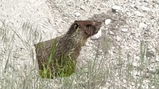 preview picture of video 'Curious Marmots near Trail BC'