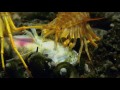 Planet Earth 03 Fresh Water Part 13