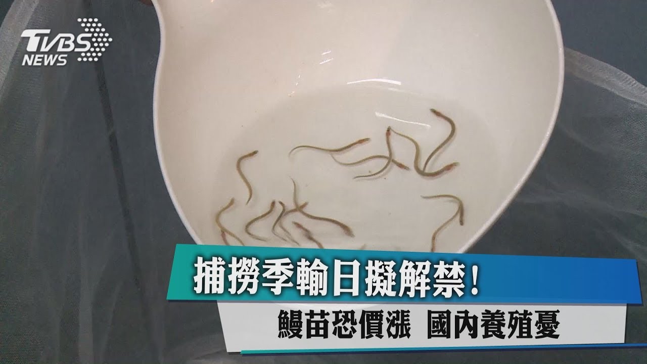 捕撈季輸日擬解禁! 國內養殖憂鰻苗恐價漲