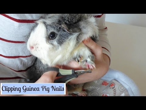 How to Trim Your Guinea Pig's Nails