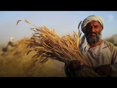 Wheat harvest season - time of great importance for farmers and their families