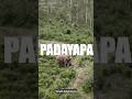 Munnar Wild King Padayappa Elephant Viral