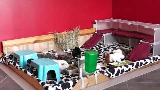 preview picture of video 'Updated Guinea Pig Room Tour'