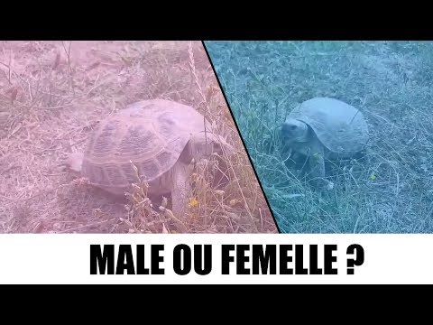 TORTUE - MALE OU FEMELLE (SEXAGE)