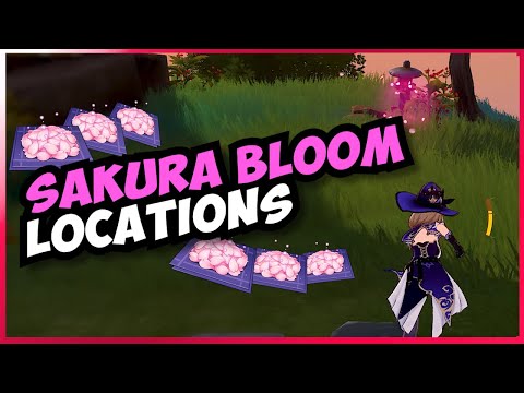 Sakura Bloom Locations | All farming route | Fast and Efficient | Genshin Impact