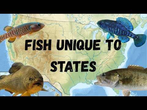 Fische, die nur in den einzelnen US-Bundesstaaten vorkommen (endem Fisch des jeweiligen Bundessta...