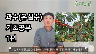 과수(유실수)  기초공부 1편~~두둑, 유공관 필요 없다~