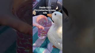 Duck Rating Different Ice Waters #short